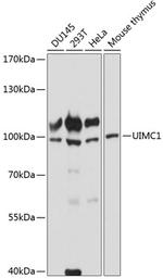 RAP80 Antibody in Western Blot (WB)