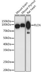 Folliculin Antibody in Western Blot (WB)