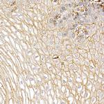 S100A10 Antibody in Immunohistochemistry (Paraffin) (IHC (P))