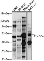 GNAZ Antibody in Western Blot (WB)