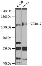 ZBTB17 Antibody in Western Blot (WB)