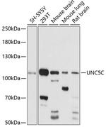 UNC5C Antibody in Western Blot (WB)