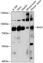 BAG3 Antibody in Western Blot (WB)