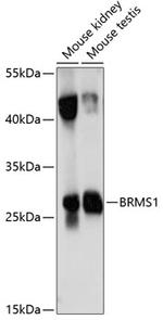 BRMS1 Antibody in Western Blot (WB)