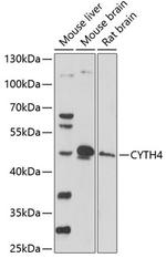 Cytohesin 4 Antibody in Western Blot (WB)