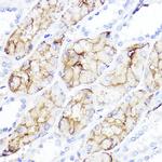 Aquaporin 1 Antibody in Immunohistochemistry (Paraffin) (IHC (P))