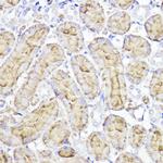 Aquaporin 1 Antibody in Immunohistochemistry (Paraffin) (IHC (P))