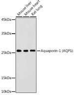 Aquaporin 1 Antibody in Western Blot (WB)