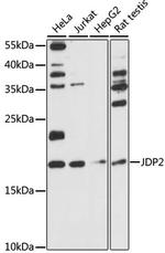 JDP2 Antibody in Western Blot (WB)