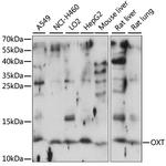 Oxytocin Antibody in Western Blot (WB)