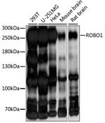 ROBO1 Antibody in Western Blot (WB)