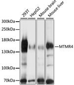 MTMR4 Antibody in Western Blot (WB)