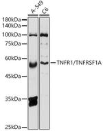 TNFR1 Antibody in Western Blot (WB)