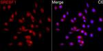 SREBP1 Antibody in Immunocytochemistry (ICC/IF)