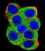 E6AP Antibody in Immunocytochemistry (ICC/IF)