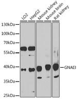 GNAI3 Antibody in Western Blot (WB)