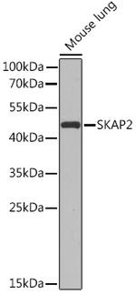 SKAP2 Antibody in Western Blot (WB)