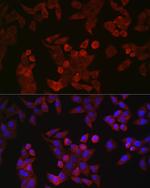 Cyclin B1 Antibody in Immunocytochemistry (ICC/IF)