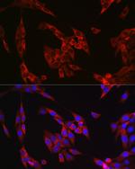 Cyclin B1 Antibody in Immunocytochemistry (ICC/IF)