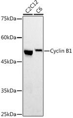 Cyclin B1 Antibody in Western Blot (WB)