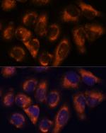 NDRG4 Antibody in Immunocytochemistry (ICC/IF)