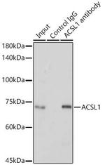 ACSL1 Antibody in Immunoprecipitation (IP)