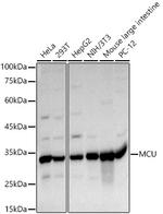 MCU Antibody in Western Blot (WB)