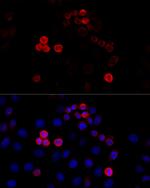 Filamin A Antibody in Immunocytochemistry (ICC/IF)