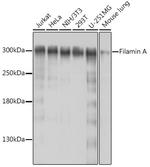 Filamin A Antibody in Western Blot (WB)