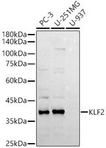 KLF2 Antibody in Western Blot (WB)