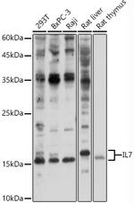 IL-7 Antibody in Western Blot (WB)