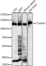 CTNNA3 Antibody in Western Blot (WB)