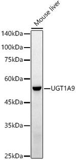 UGT1A9 Antibody in Western Blot (WB)