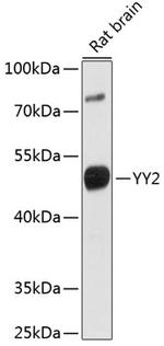 YY2 Antibody in Western Blot (WB)