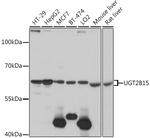 UGT2B15 Antibody in Western Blot (WB)