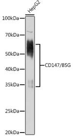 CD147 Antibody in Western Blot (WB)