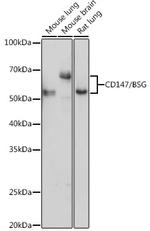 CD147 Antibody in Western Blot (WB)