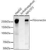 Fibronectin Antibody in Western Blot (WB)