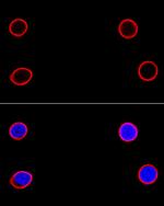 Lamin B1 Antibody in Immunocytochemistry (ICC/IF)