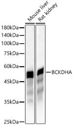 BCKDHA Antibody in Western Blot (WB)