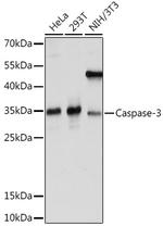 Caspase 3 Antibody in Western Blot (WB)