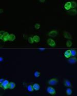 CHRM1 Antibody in Immunocytochemistry (ICC/IF)