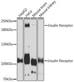 INSR Antibody in Western Blot (WB)