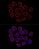 Lamin B1 Antibody in Immunocytochemistry (ICC/IF)