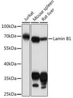 Lamin B1 Antibody in Western Blot (WB)