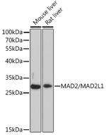 MAD2 Antibody in Western Blot (WB)