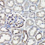 MYH9 Antibody in Immunohistochemistry (Paraffin) (IHC (P))