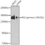 PLCG1 Antibody in Western Blot (WB)