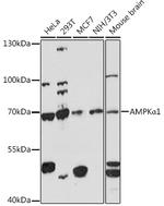 AMPK alpha-1 Antibody in Western Blot (WB)