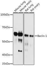 Beclin 1 Antibody in Western Blot (WB)